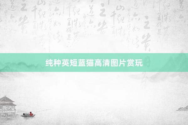 纯种英短蓝猫高清图片赏玩